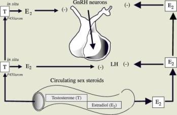 Clomid-Clomiphene-for-Males-Increases-LH-FSH-Testosterone.jpg