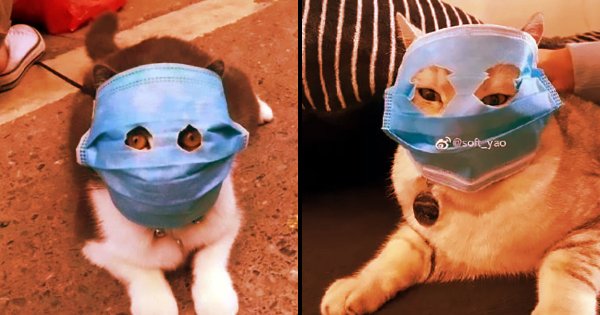 cats-china-face-masks-deadly-virus.jpg